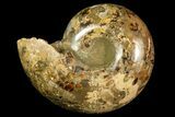 Rare, Ammonite (Argonauticeras) - Befandriana, Madagascar #168520-7